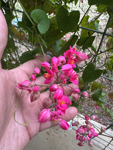Antigonon leptopus observed 2026-10-27