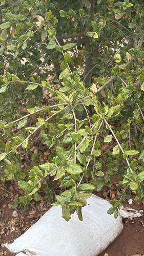 Quercus observed 2026-10-27
