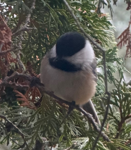 Poecile atricapillus observed 2026-10-27