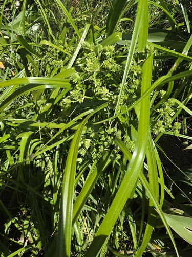 Cyperus observed 2026-10-28