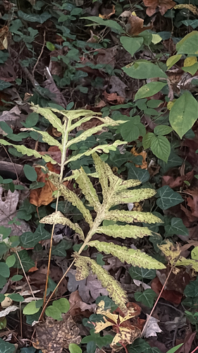 Onoclea sensibilis observed 2026-10-27