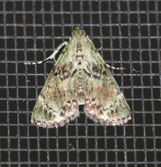 Stericta bryomima