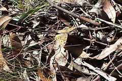 Junonia villida calybe