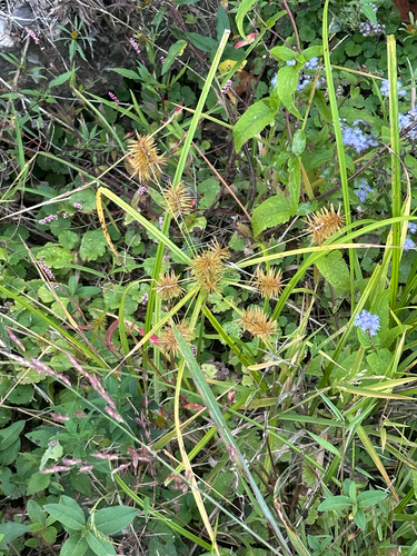 Cyperus observed 2026-10-27