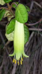 Correa reflexa reflexa