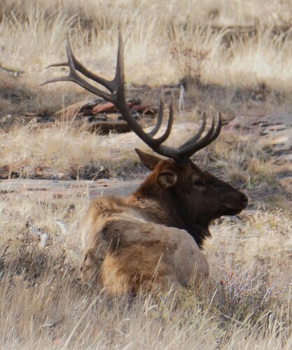 Cervus observed 2026-10-27