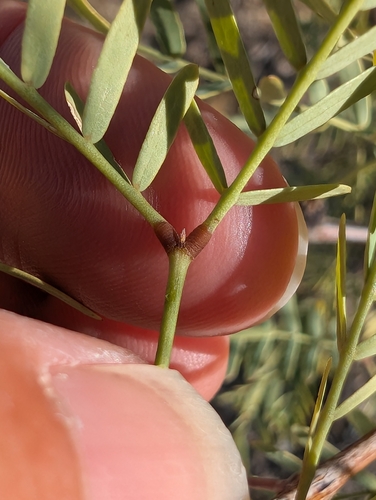 Prosopis observed 2026-10-27