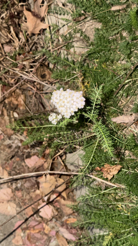Achillea millefolium observed 2026-10-27