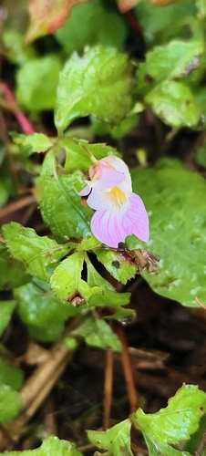 Impatiens observed 2026-10-28