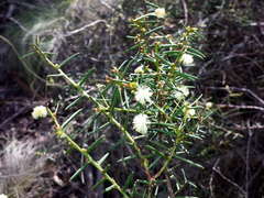 Acacia genistifolia