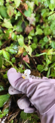 Impatiens observed 2026-10-28