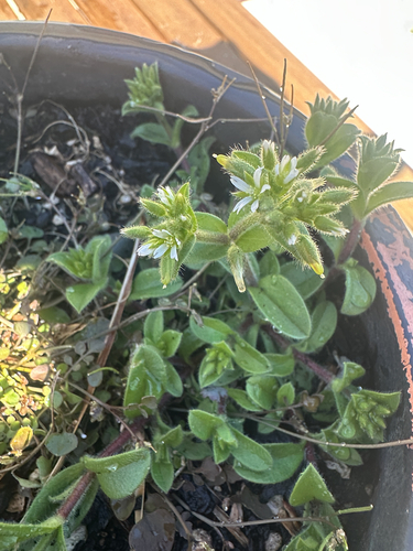 Cerastium observed 2026-10-28
