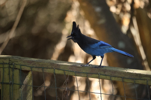 Mitra observed 2026-10-27