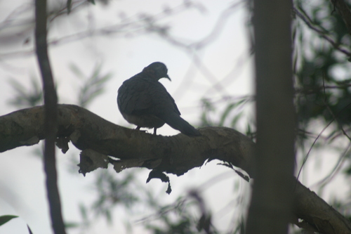 Geopelia humeralis observed 2026-10-28