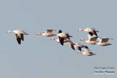 Anser caerulescens caerulescens