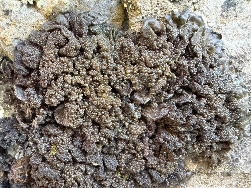Collema observed 2026-10-27