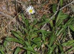 Brachyscome graminea