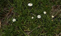 Brachyscome graminea
