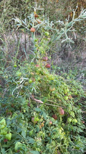 Cardiospermum halicacabum observed 2026-10-27