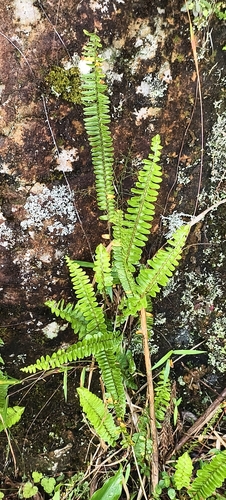 Nephrolepis cordifolia observed 2026-10-28