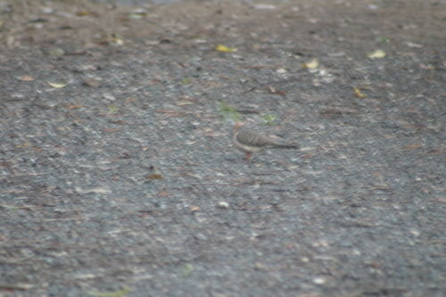 Geopelia humeralis observed 2026-10-28