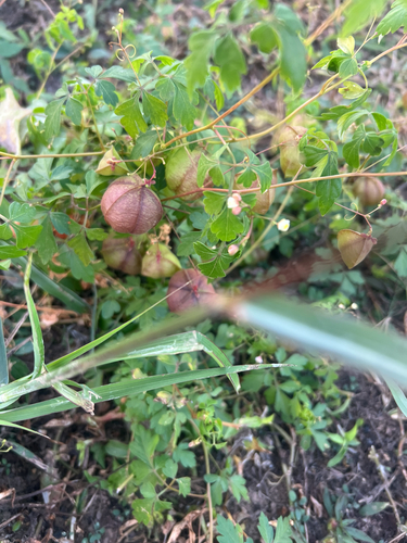 Cardiospermum halicacabum observed 2026-10-27