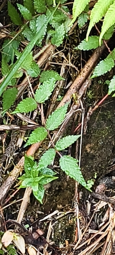 Rubus observed 2026-10-28