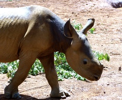 Ceratotherium simum