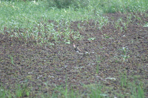 Irediparra gallinacea observed 2026-10-28