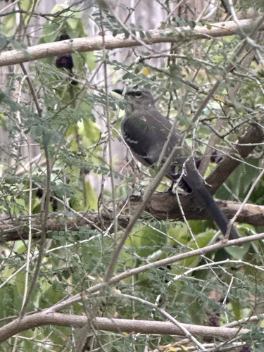 Mimus polyglottos observed 2026-10-27