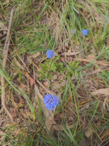 Brunonia australis observed 2026-10-28