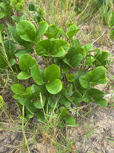 Vigna marina observed 2026-10-27