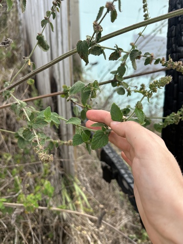Mesosphaerum pectinatum observed 2026-09-28