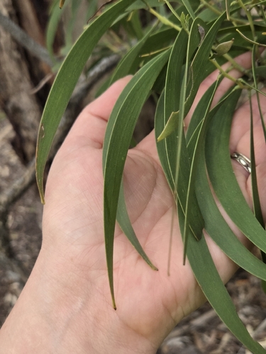 Acacia observed 2026-10-28