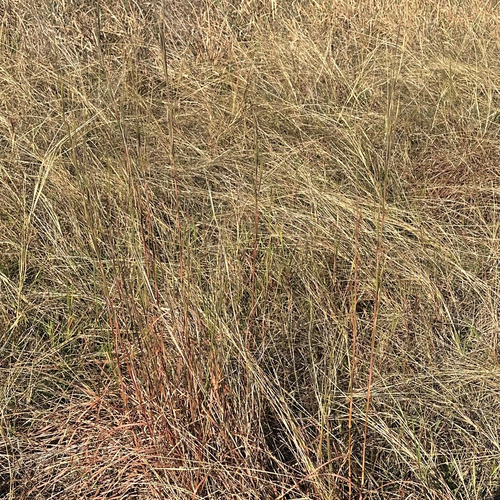 Schizachyrium scoparium observed 2026-10-27