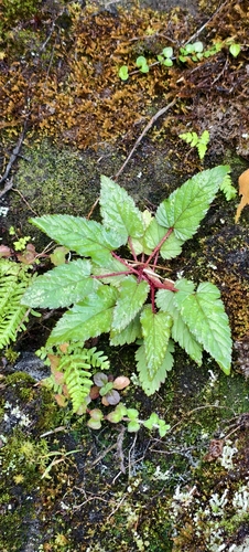 Rubus observed 2026-10-28