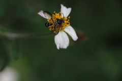 Neocorynura