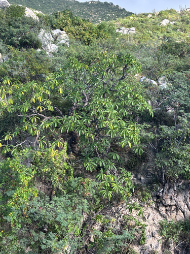 Plumeria rubra observed 2026-10-26