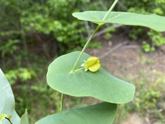 Baptisia perfoliata