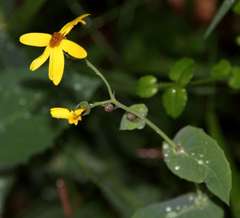Senecio velleioides