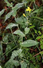 Senecio velleioides