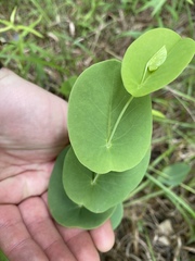 Baptisia perfoliata