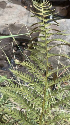 Dryopteris arguta observed 2026-10-27