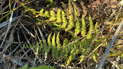 Thelypteris observed 2026-10-27