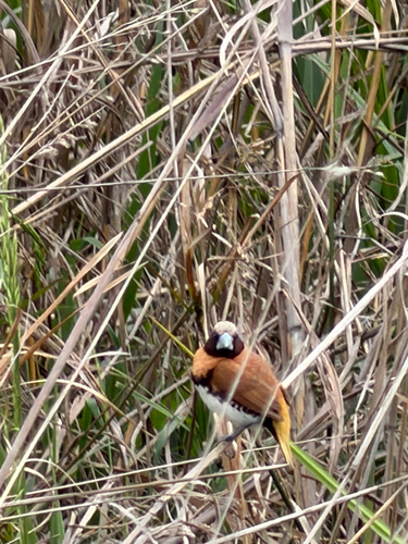 Lonchura castaneothorax, 2026-10-28