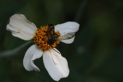 Neocorynura