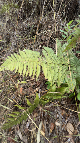 Dryopteris arguta observed 2026-10-27