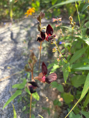 Macroptilium atropurpureum observed 2026-10-26