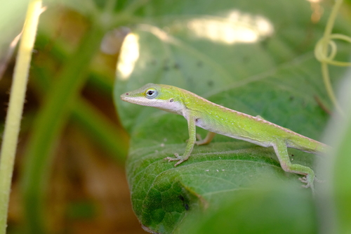 Anolis carolinensis observed 2026-10-27