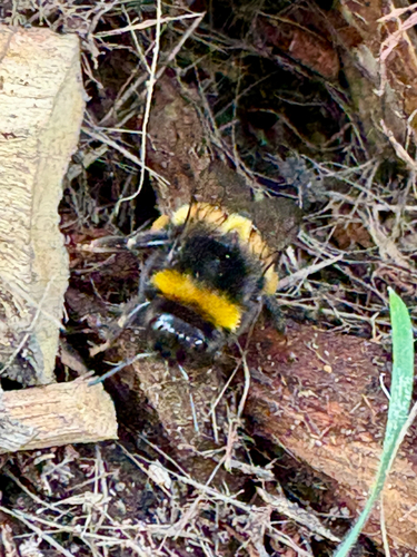 Bombus terrestris photograph by the iNaturalist community